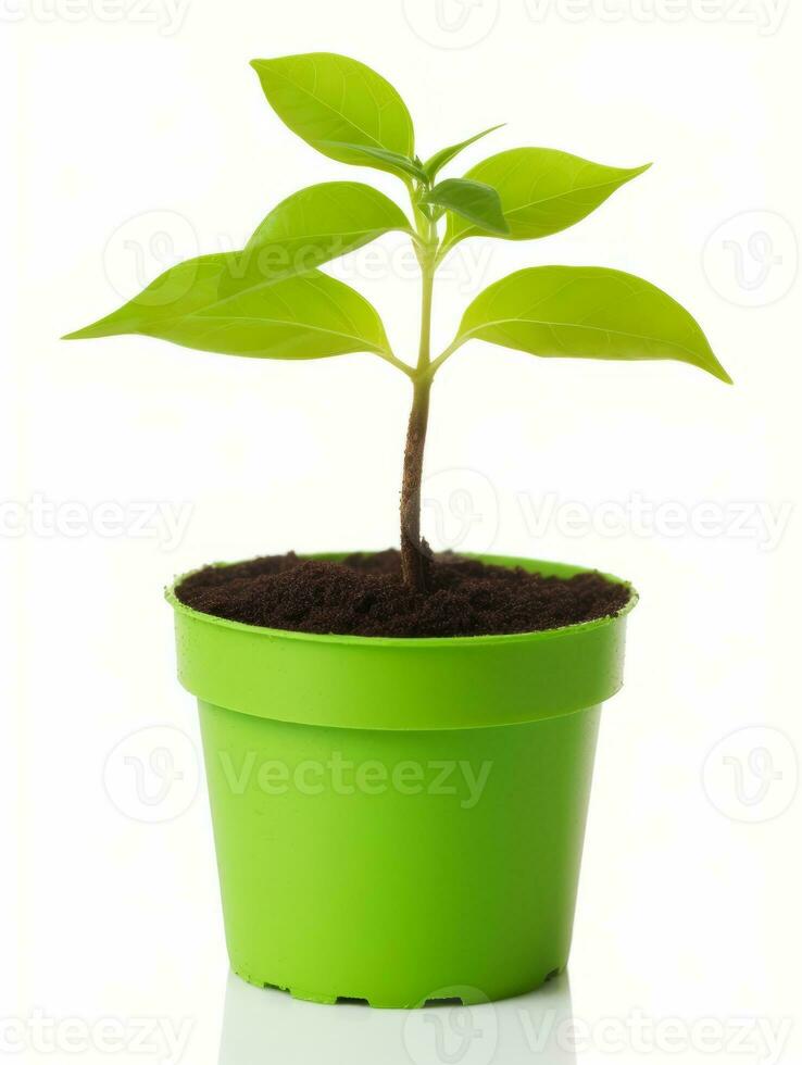 planta en un maceta en blanco antecedentes ai generativo foto