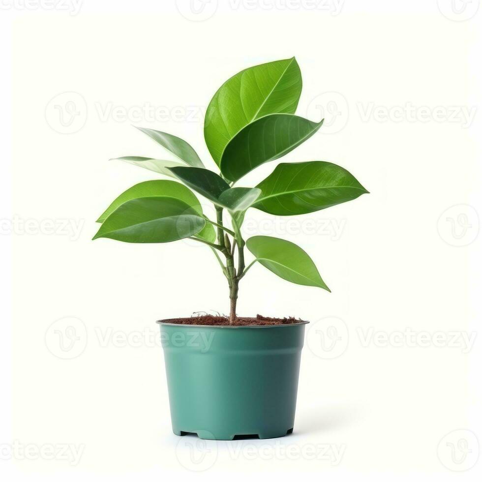 Plant in a pot on white background AI Generative photo