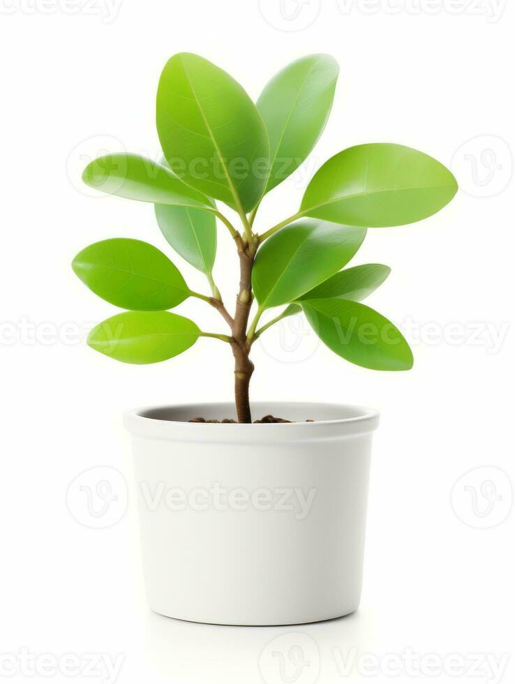 Plant in a pot on white background AI Generative photo