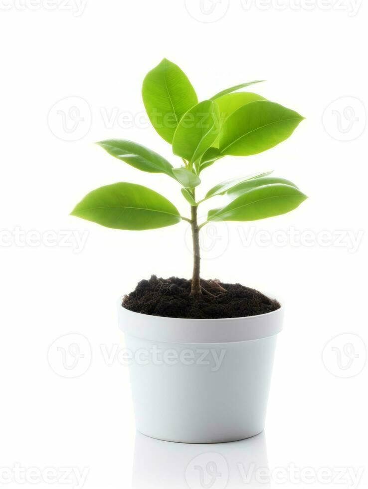 Plant in a pot on white background AI Generative photo