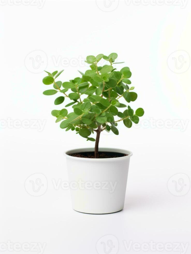 Plant in a pot on white background AI Generative photo