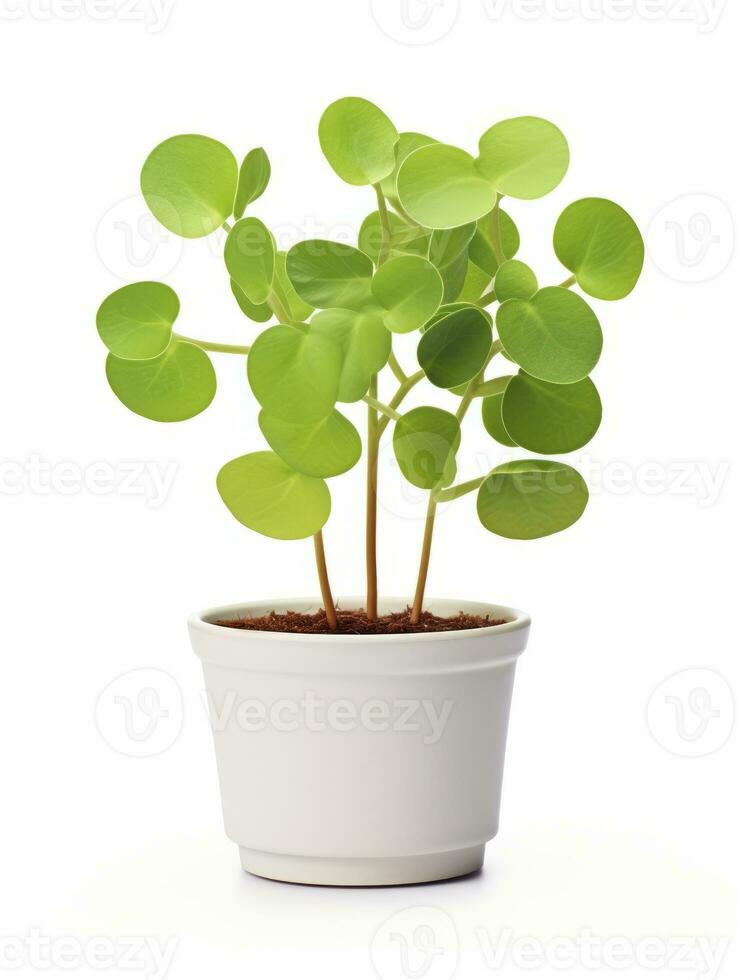 Plant in a pot on white background AI Generative photo