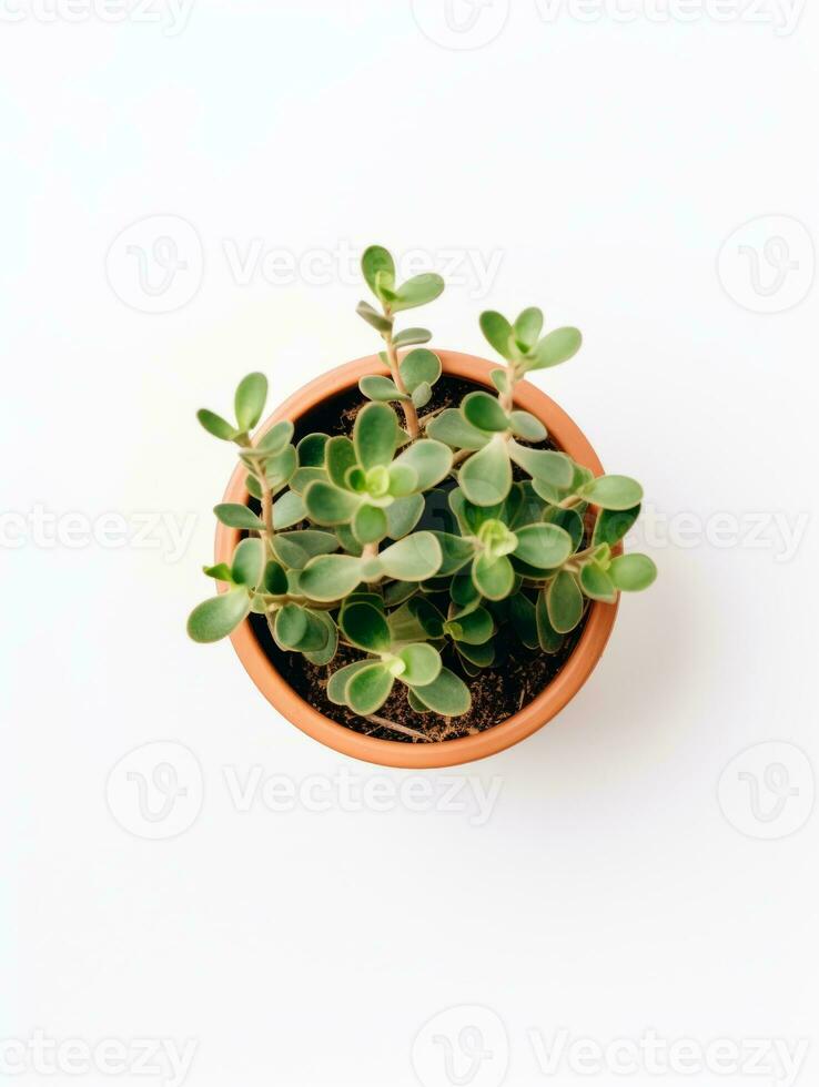 Plant in a pot on white background AI Generative photo