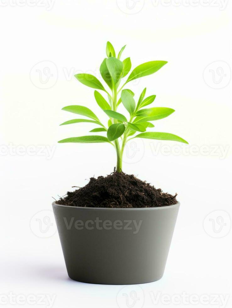 Plant in a pot on white background AI Generative photo