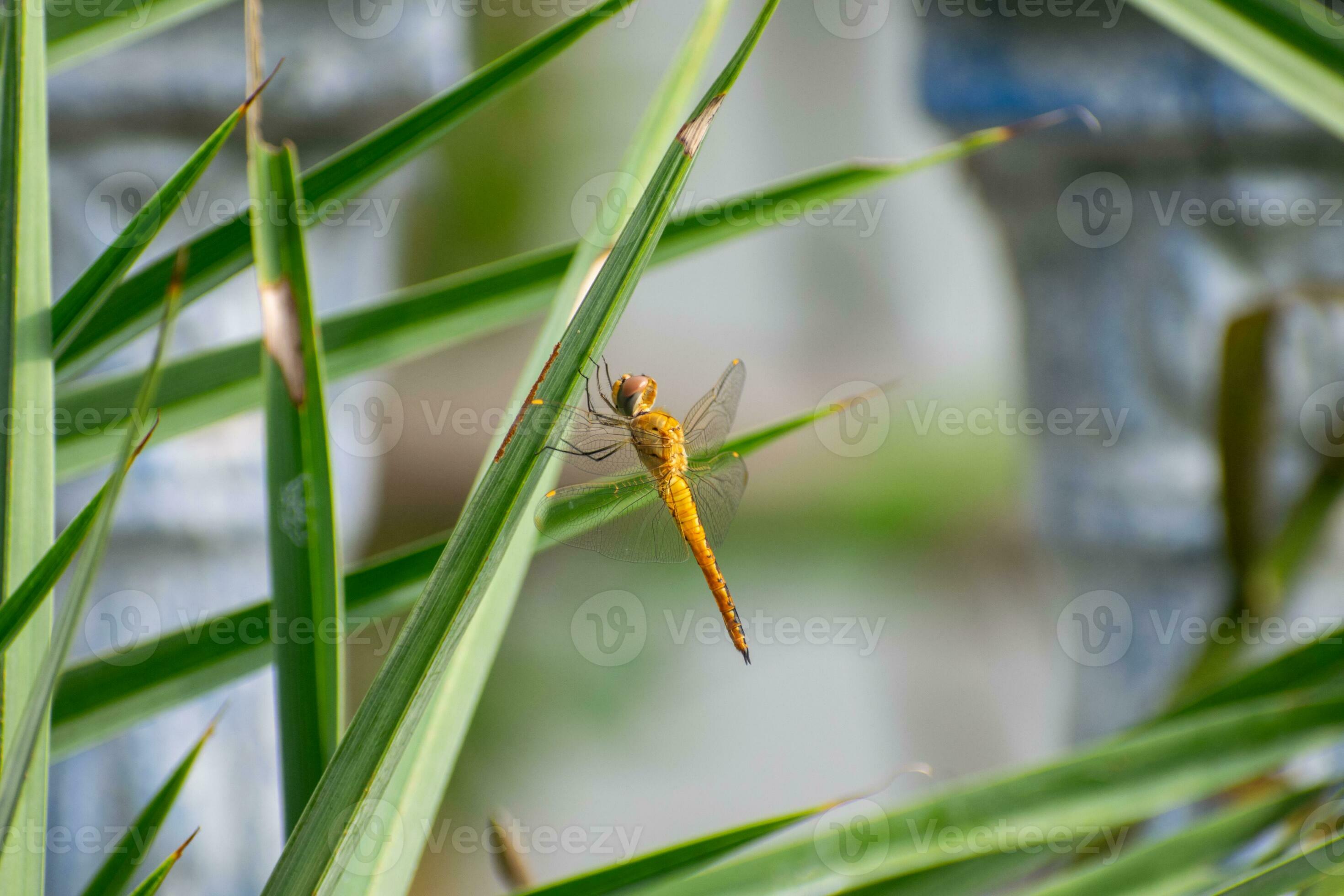 Wandering glider, globe skimmer dragonfly sleeping on a leaf branch