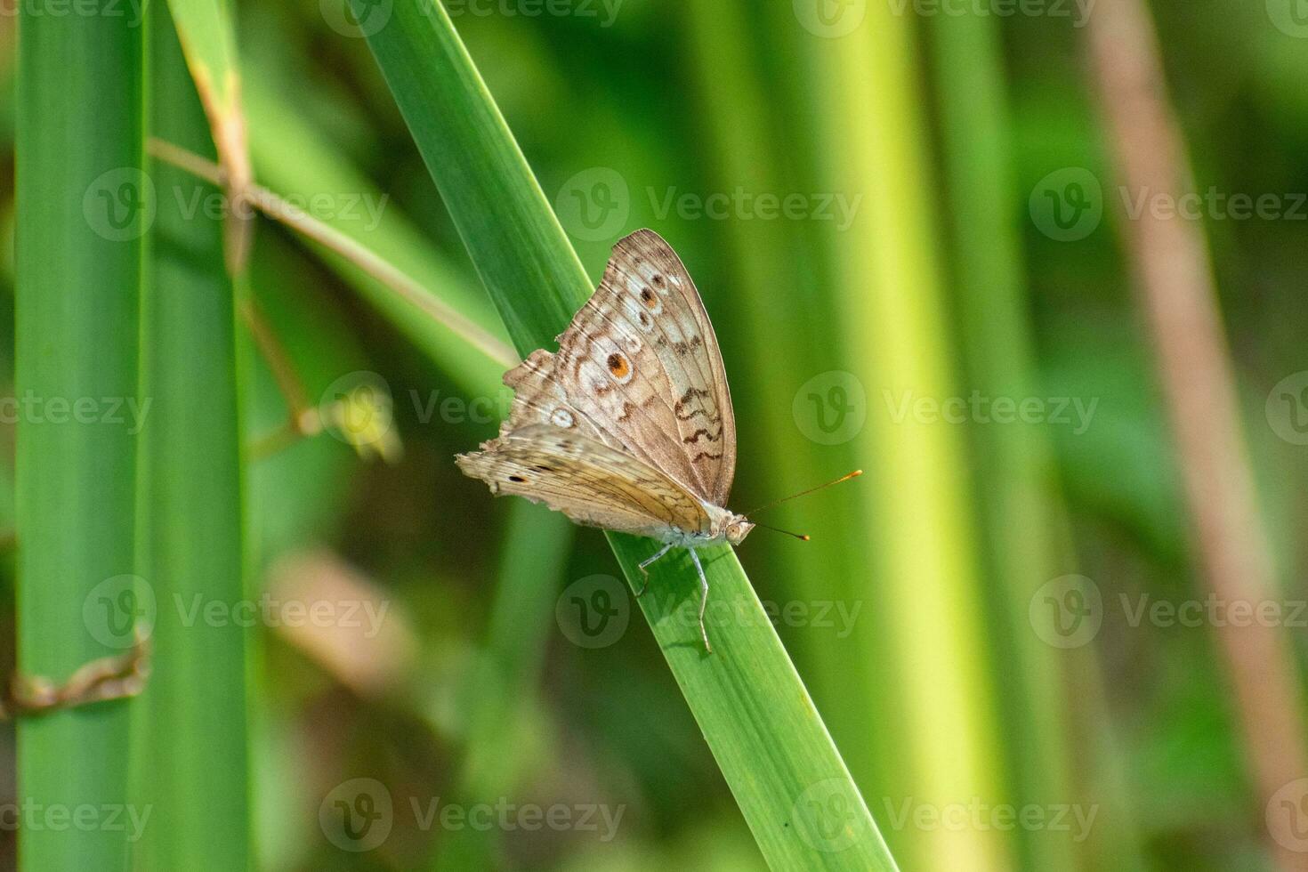 Grey pansy butterfly with spread wings. Junonia atlites perched on the grass photo
