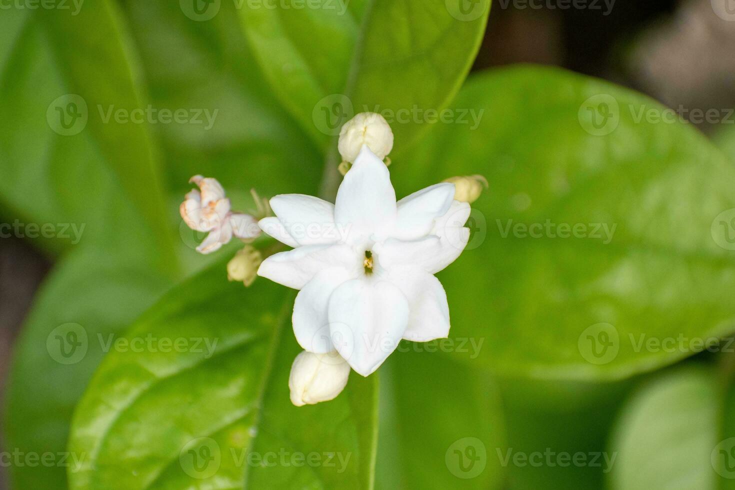 A bunch of jasmine flower blooms in morning. Bautiful white flowers photo