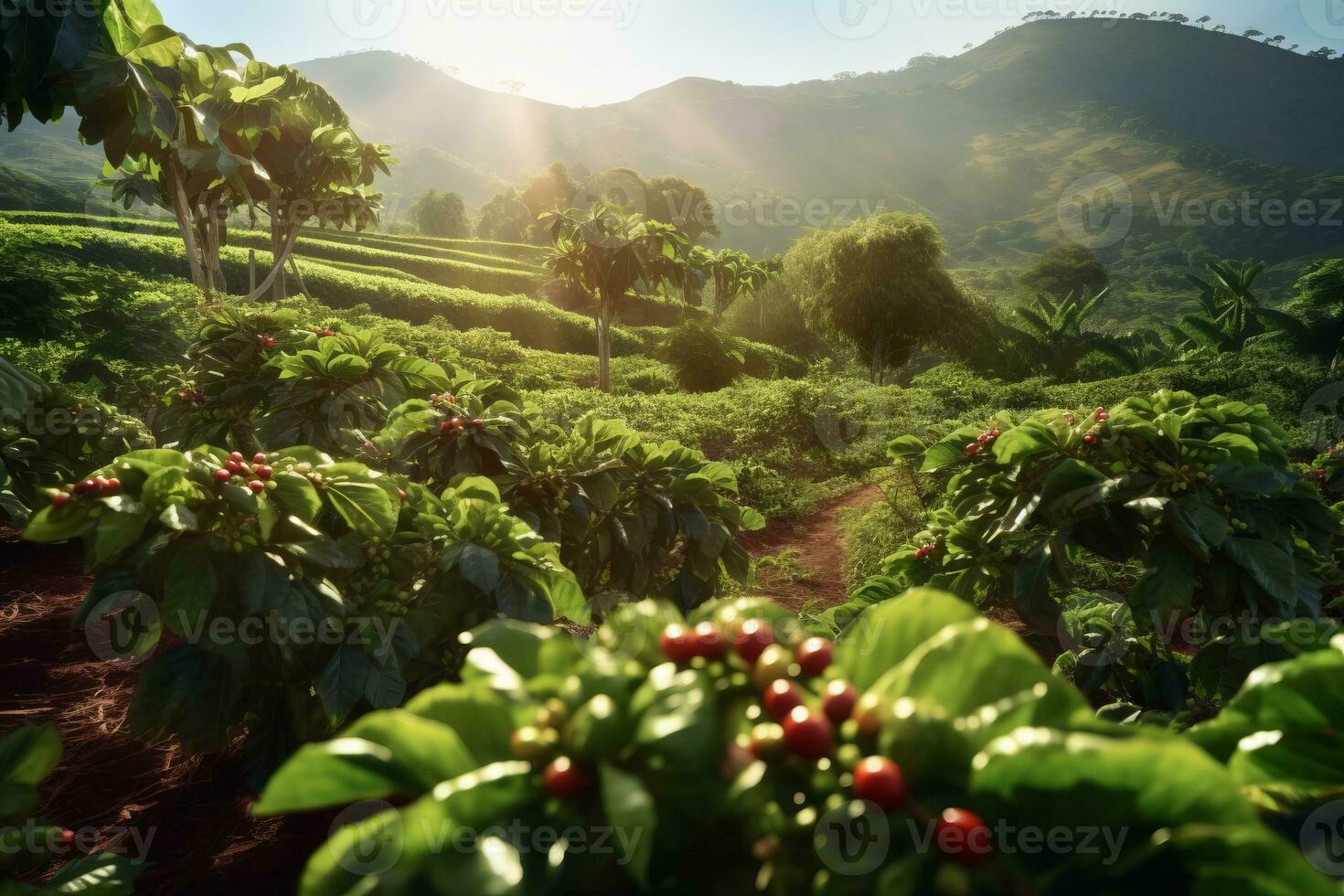 Rustic coffee plantation scene, showcasing rows of lush, green coffee plants, with ripe, red coffee cherries ready for harvest. Generative Ai photo