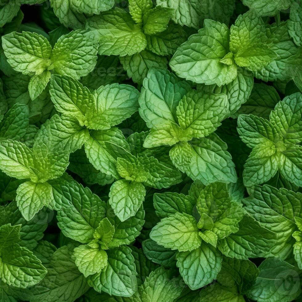 Fresh mint leaves arranged in a neat pattern, showcasing their vibrant green color and natural texture. Generative AI photo