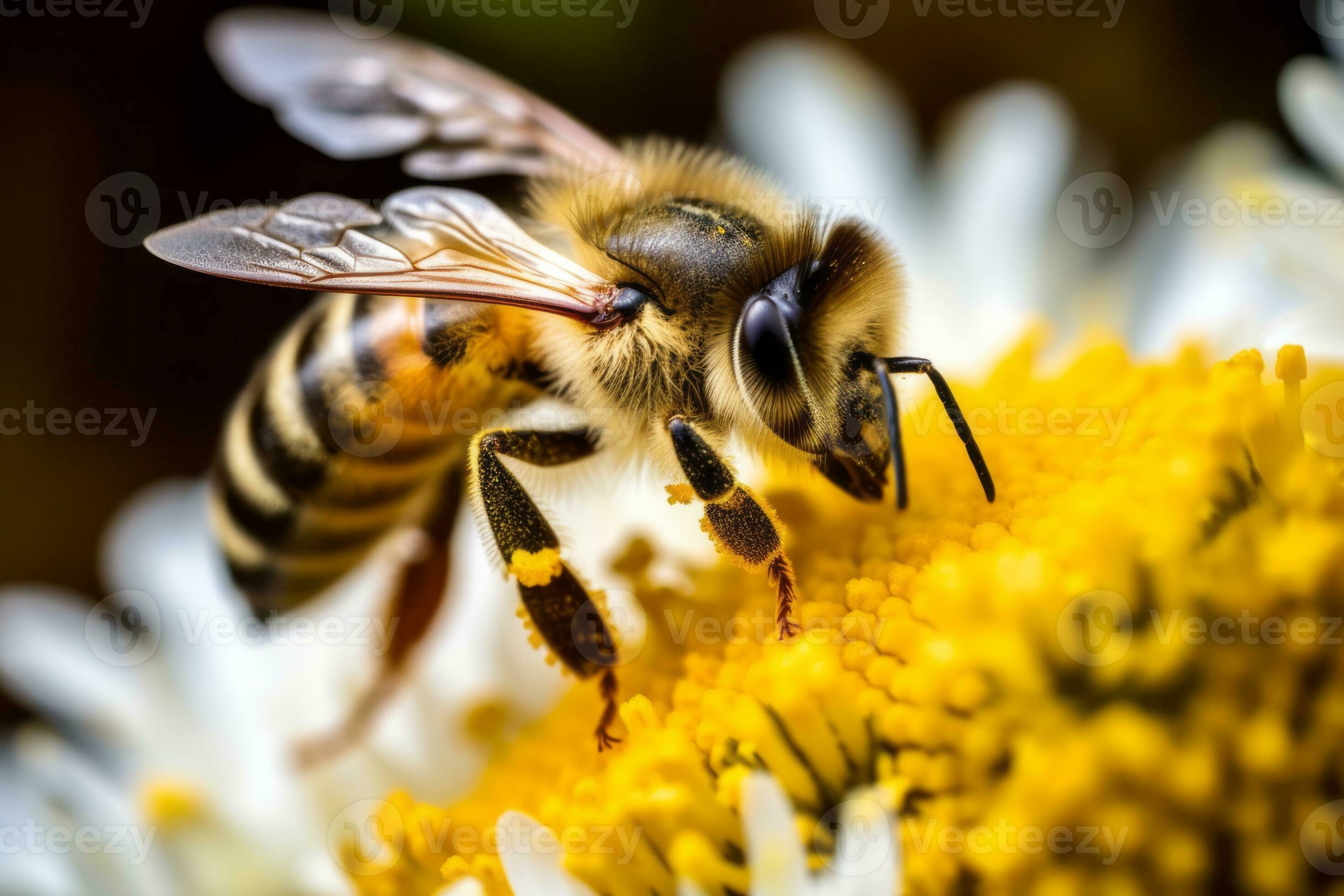 A macro shot of a bee collecting nectar from a chamomile flower, showcasing the symbiotic