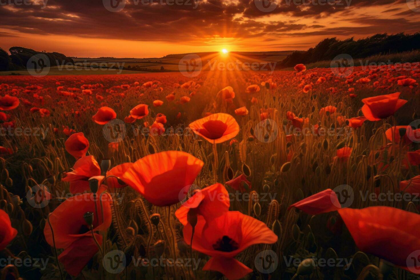 An image of a stunning sunset over a field of poppies, creating a warm and serene atmosphere. Generative AI photo