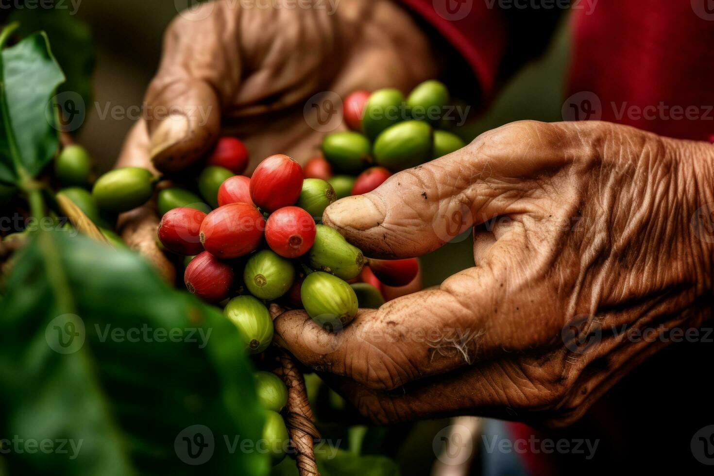 Close-up of a coffee bean being picked by a farmer's hand against a backdrop of vibrant green coffee plants, showcasing the meticulous process of harvesting coffee. Generative AI photo