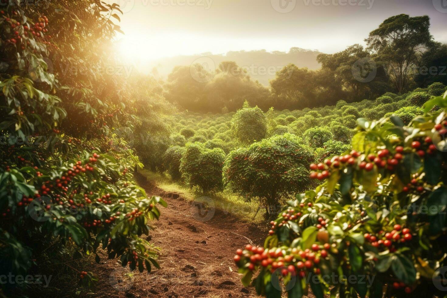 A charming, rustic coffee plantation, showcasing rows of lush, green coffee plants, with ripe, red coffee cherries ready for harvest, sunlit landscape. Generative AI photo