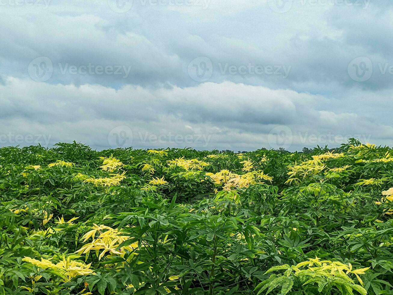 Jute Fields and cloudy sky of Bangladesh A Glimpse into Nature's Tapestry and Agricultural Legacy photo