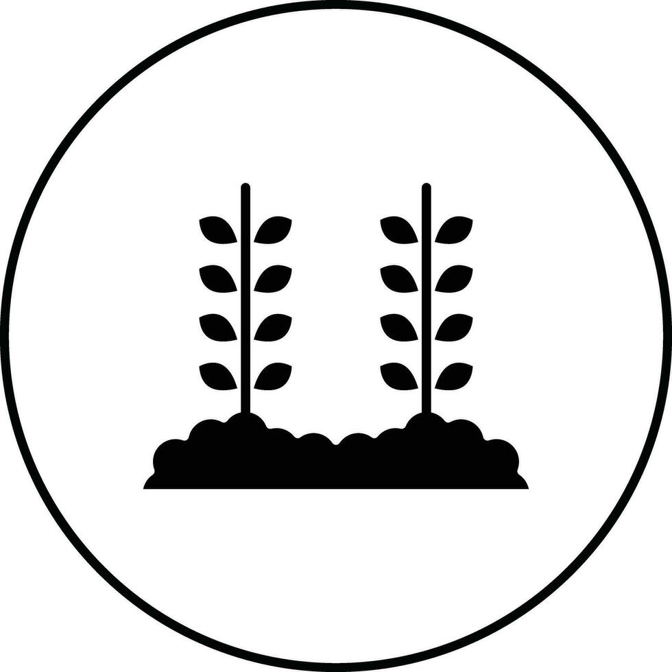 trigo plantación vector icono
