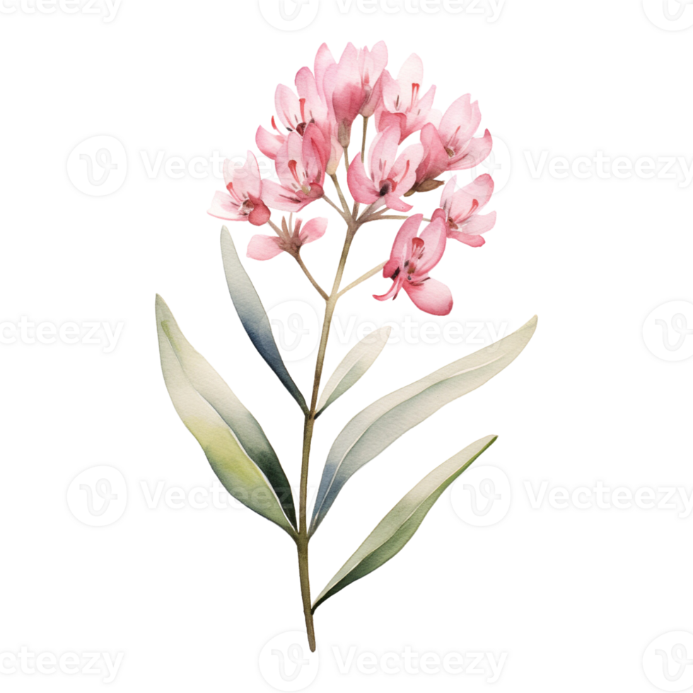 Wild flower watercolor on isolated background.Created with Generative AI technology. png