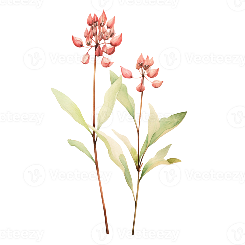 Wild flower watercolor on isolated background.Created with Generative AI technology. png