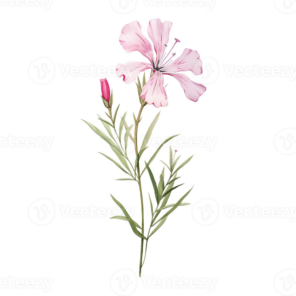 Wild flower watercolor on isolated background.Created with Generative AI technology. png