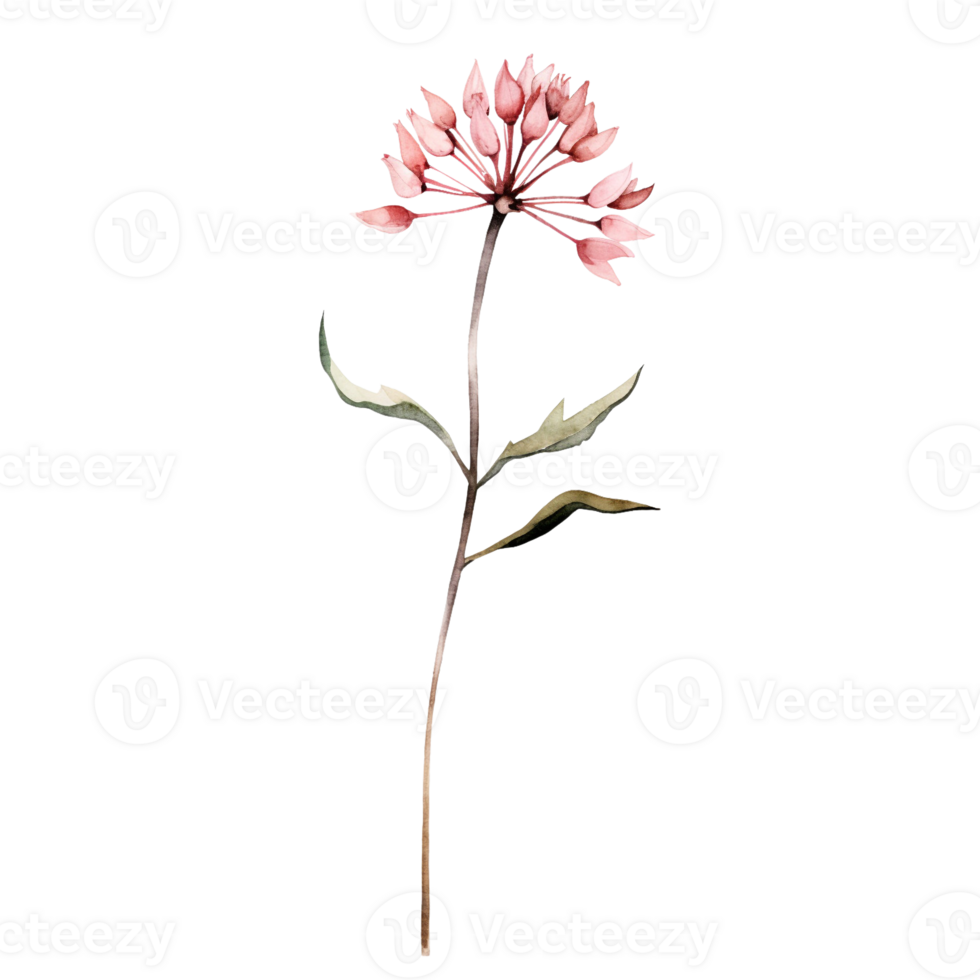 Wild flower watercolor on isolated background.Created with Generative AI technology. png