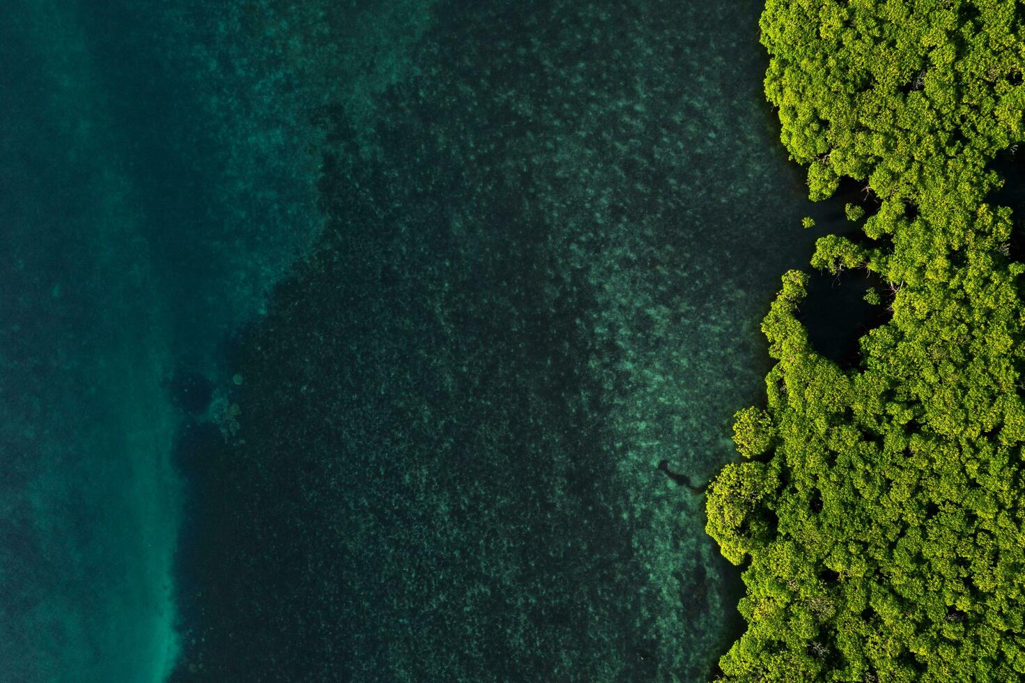 Beautiful view of Mangrove beach from drone view photo