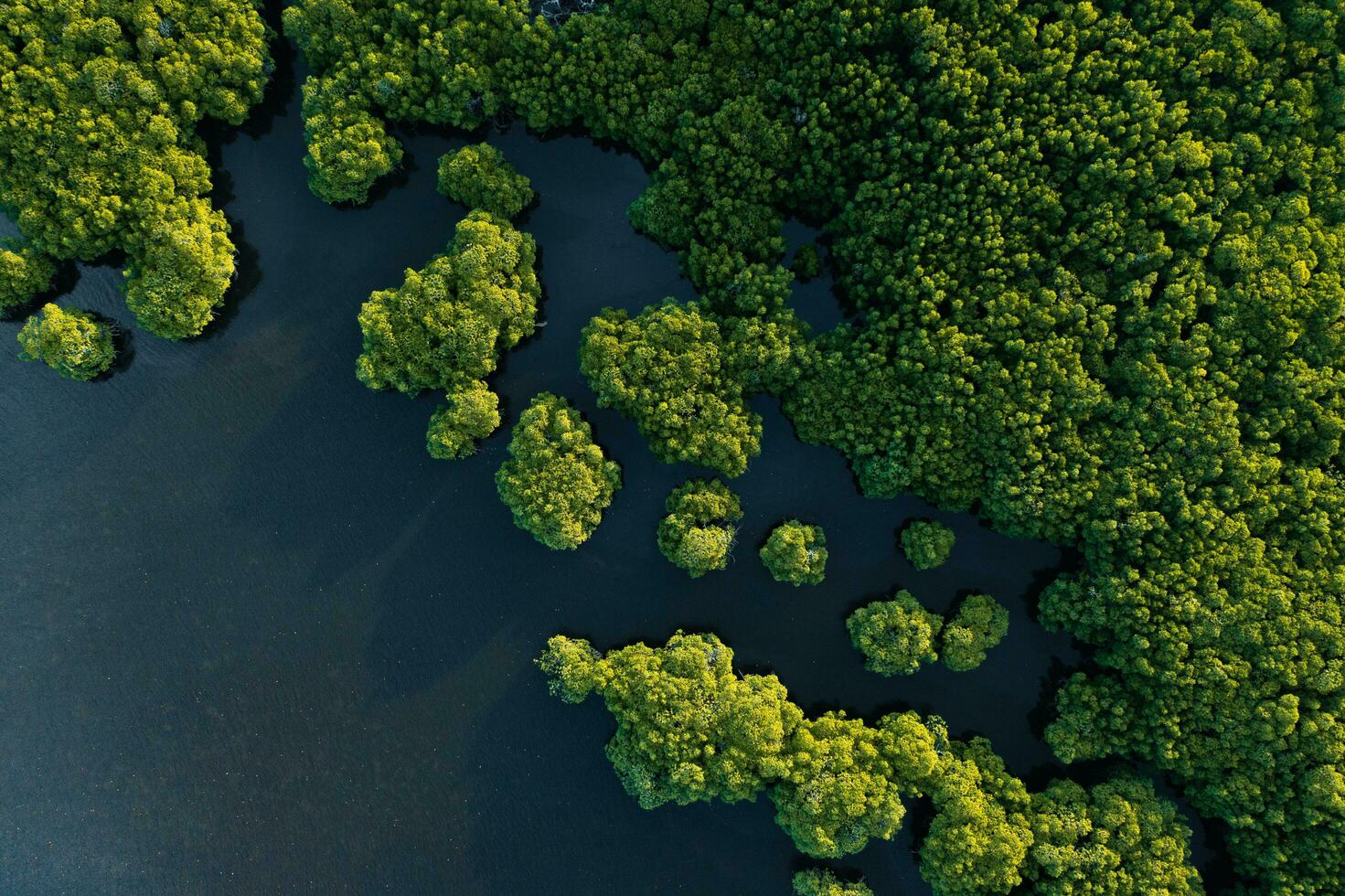 Beautiful view of Mangrove beach from drone view photo