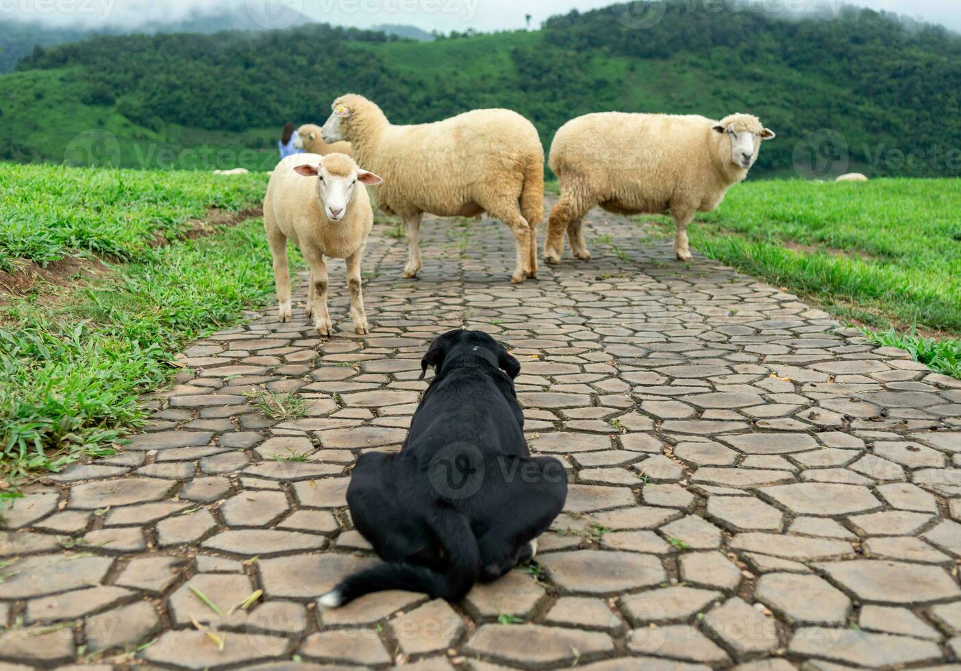 Dog shepherding sheep on a farm on the grass of the mountains photo