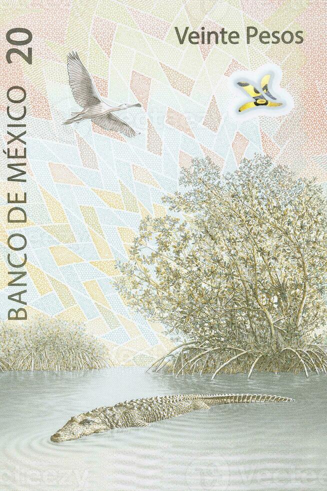 Mexican crocodile and roseate spoonbill from Mexican money photo