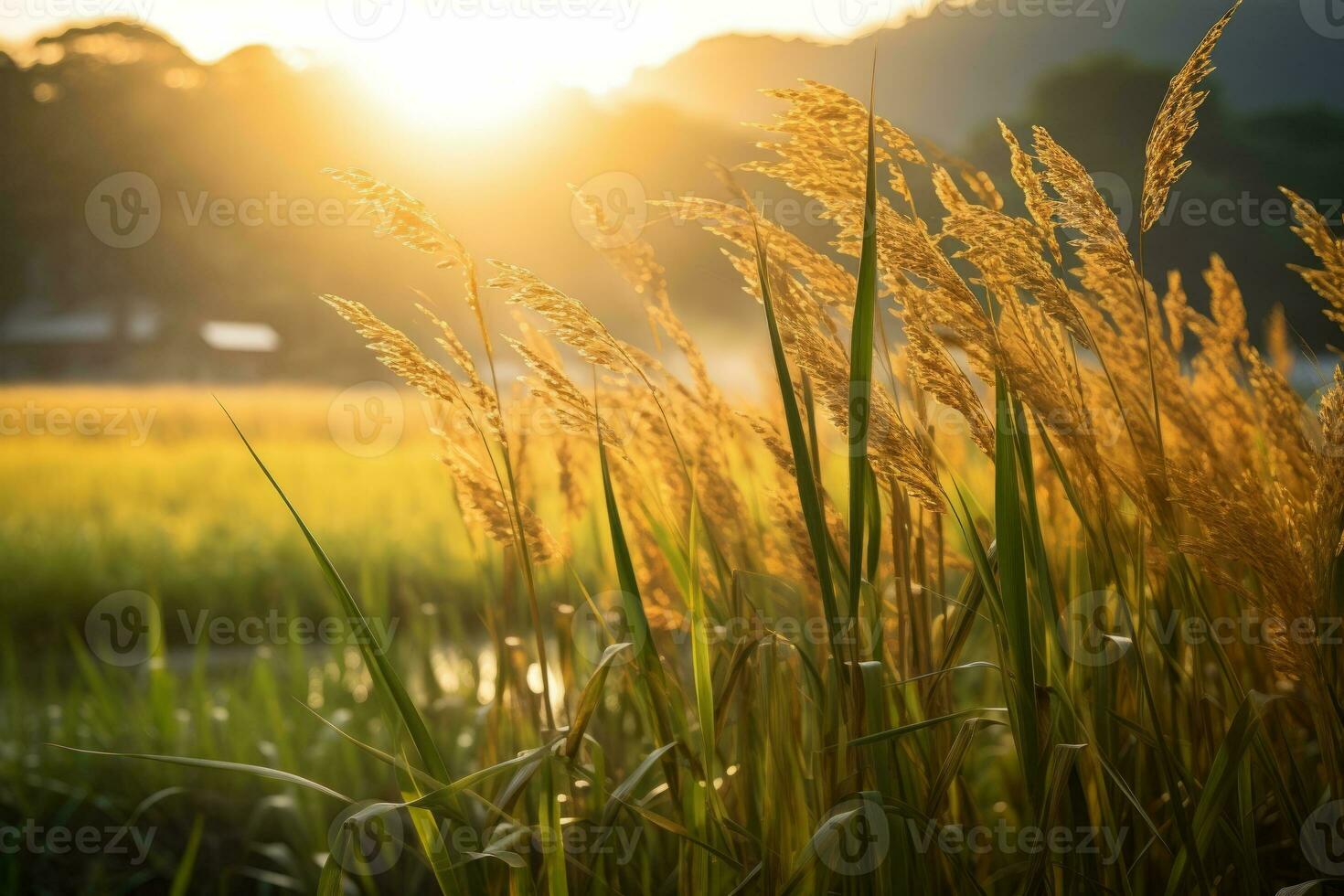 Golden sunlight filtering through rice stalks. Generative AI photo