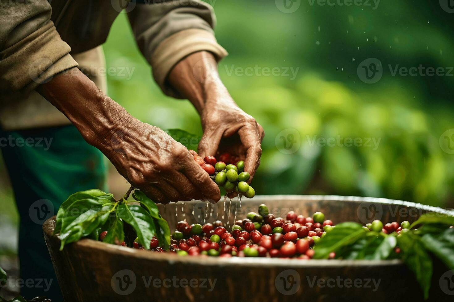 scene of a coffee farmer handpick coffee bean AI Generative photo