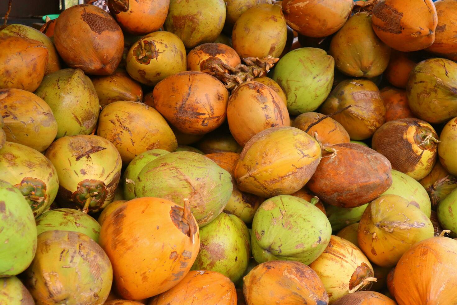 pile of coconuts, with green, orange, brown colors photo