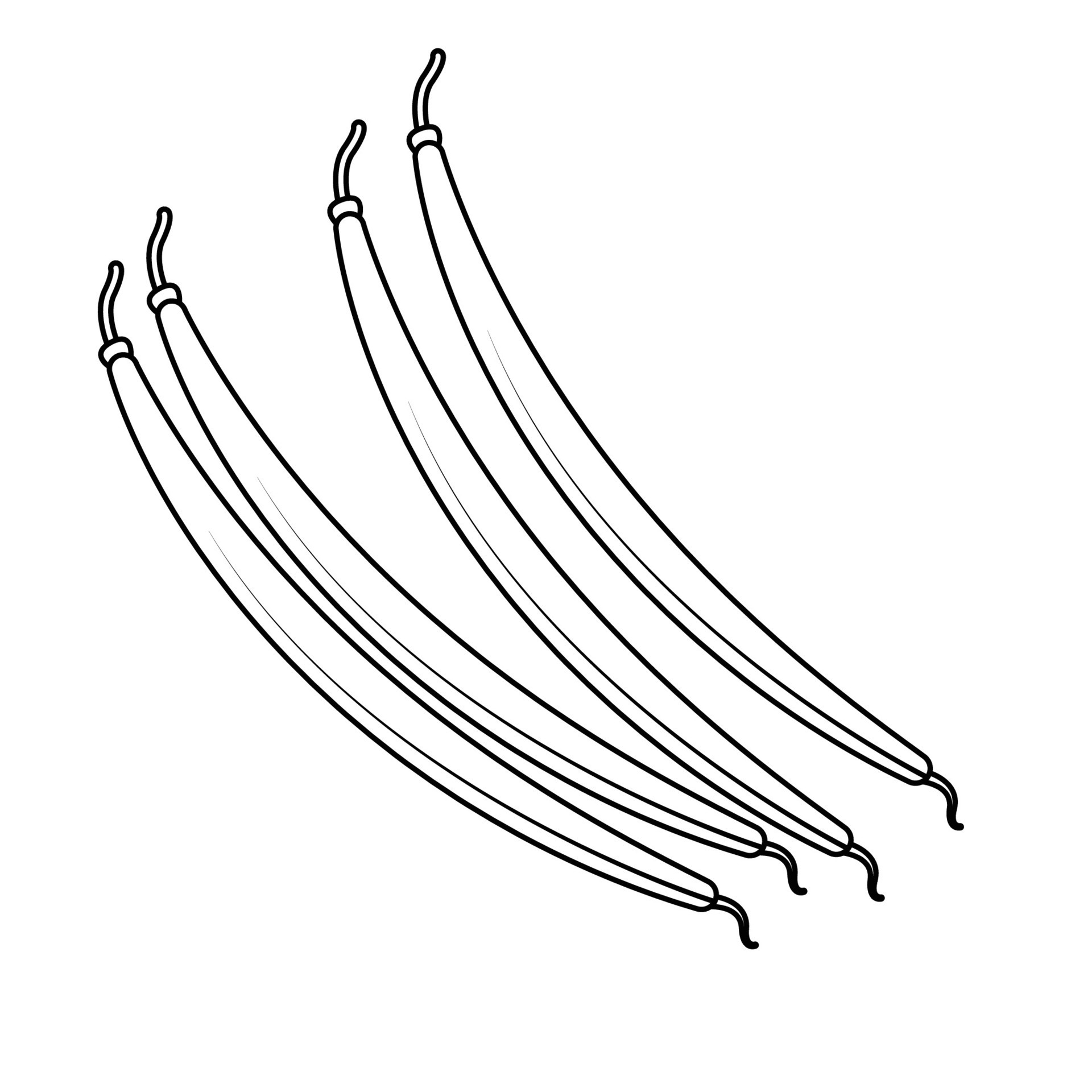 Line Art of Long Beans 31592934 Vector Art at Vecteezy