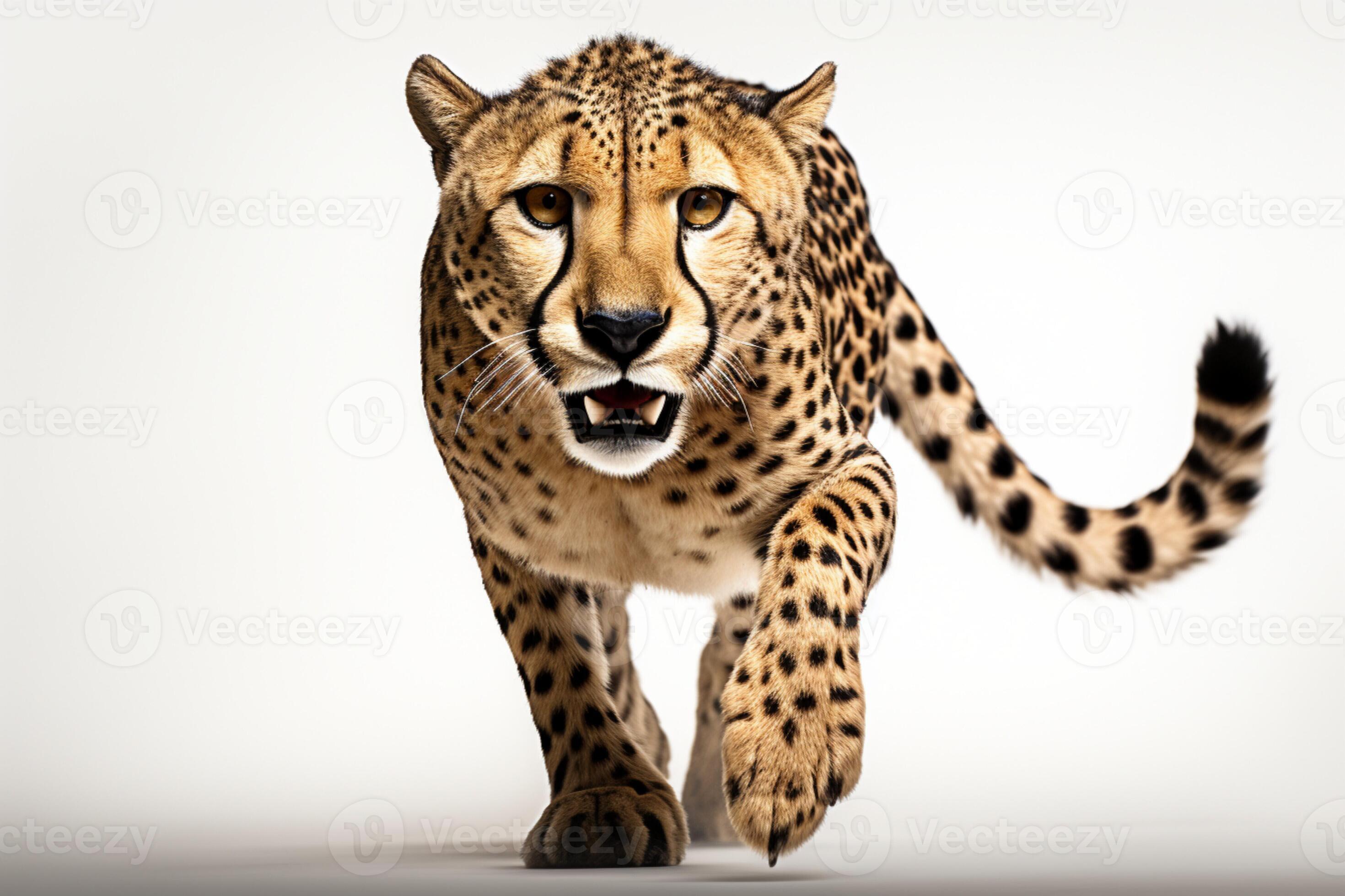 Speedy cheetah in motion, lens focused, set against a white backdrop AI