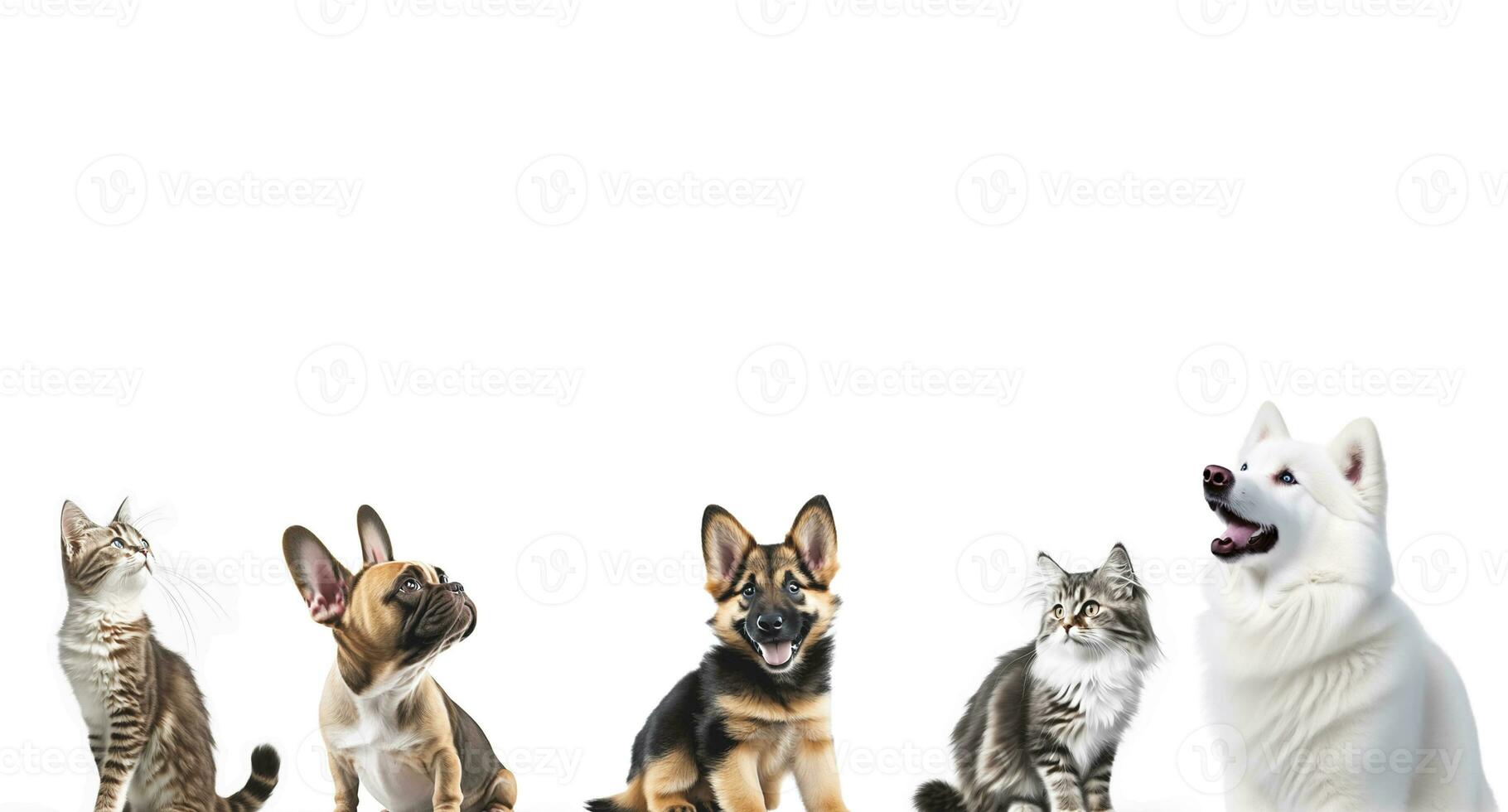 Group cute pet animal tabby cat and happy puppy dog looking up on white background with copy space. AI Generative photo