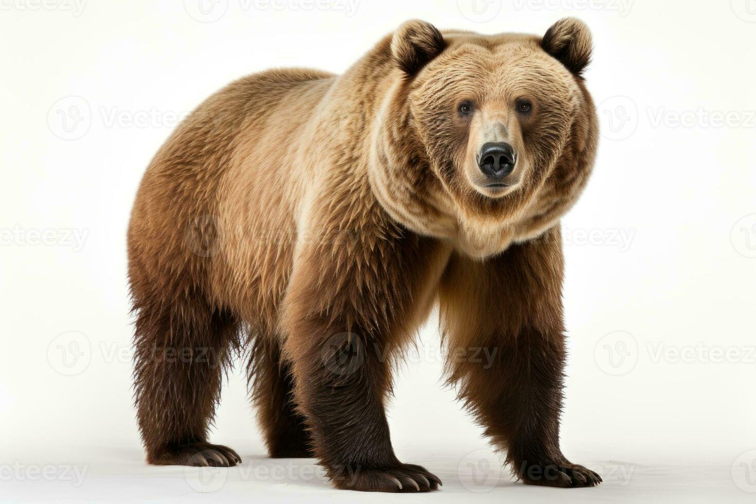 wild bear dangerous animal or mammals professional advertising photography AI Generated photo