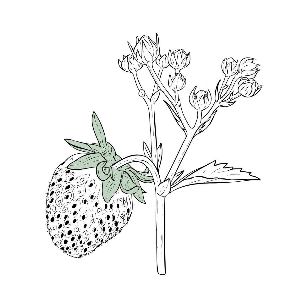 Vector illustration, strawberry branch with berries, blossoming flowers and foliage. vintage botanical drawing of garden fruit plant. Botanical sketch. Hand drawn, isolated on white background