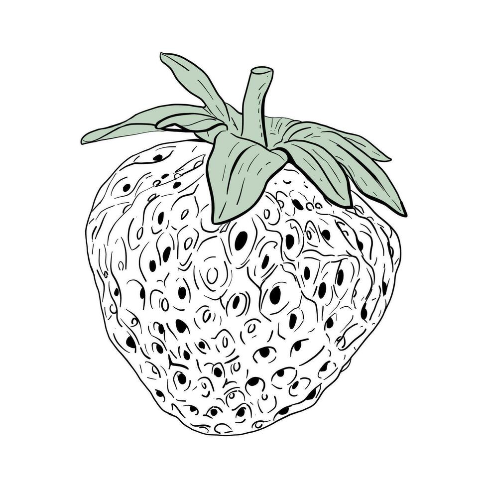 Vector drawing of Strawberries berries hand drawn, isolated vector illustration Fresh berries sketch for packaging design