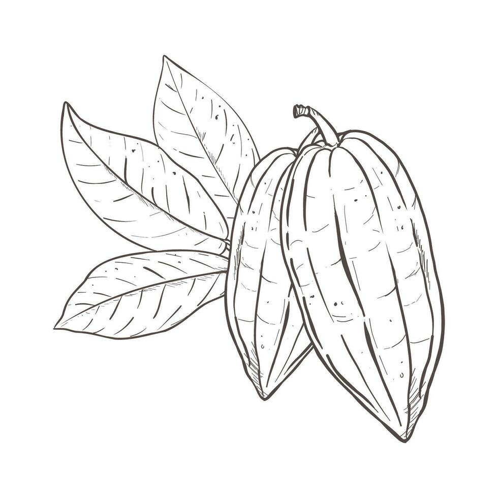 Vector illustration set of cocoa leaves and closed beans. Black outline of branch, graphic drawing. For postcards, design and composition decoration, prints, posters, stickers, menu, stamps