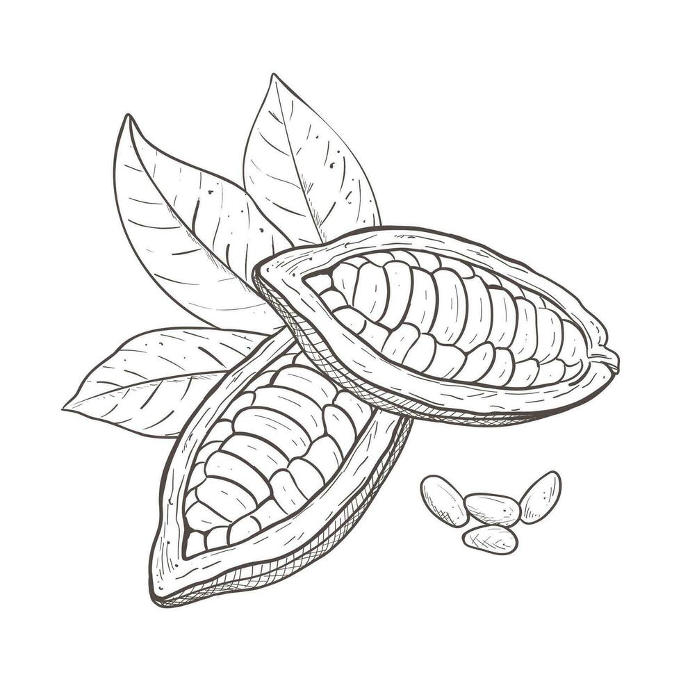 Vector illustration set of cocoa leaves, unpeeled beans and seeds. Black outline of branch, graphic drawing. For postcards, design and composition decoration, prints, posters, stickers, menu, stamps