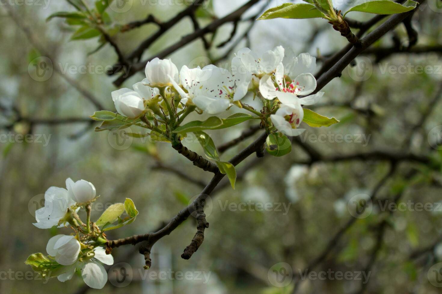pear tree branch with white blooming flowers close up, floral postcard, spring sunny day image, european garden in the morning, photo for printing on calendar,cover,wallpaper, white delicate flowers.