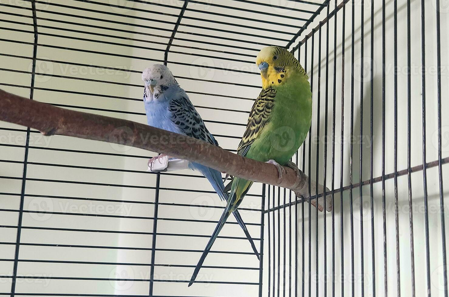 budgies, parrots on a branch photo