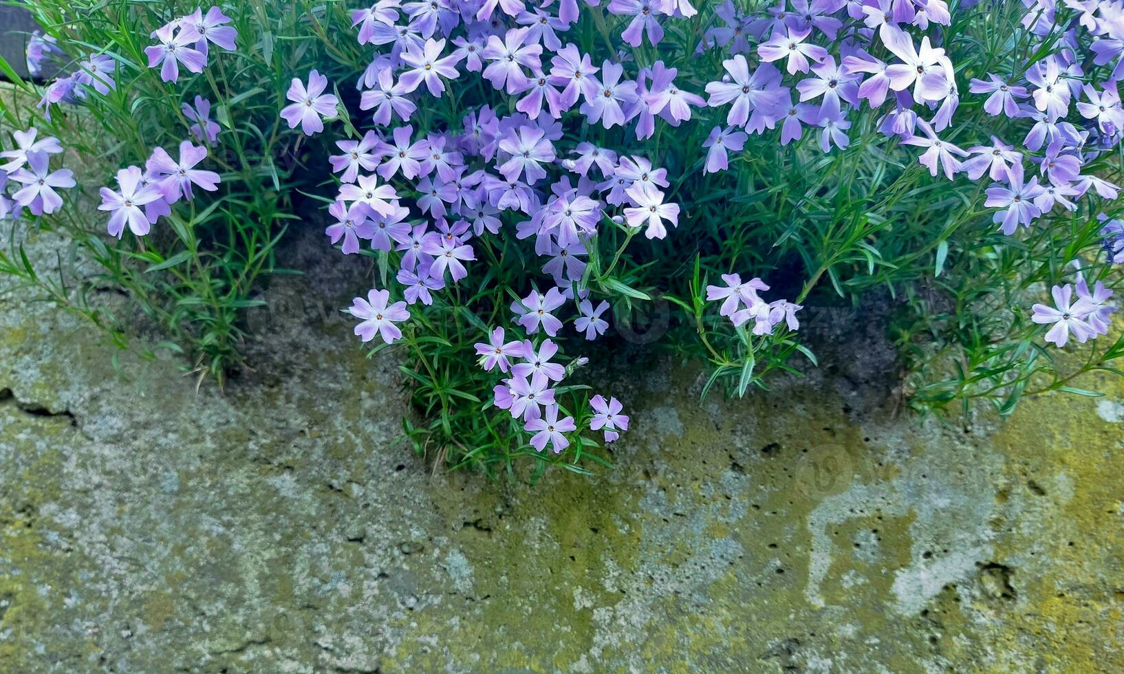 phlox, small purple flowers, perennial photo