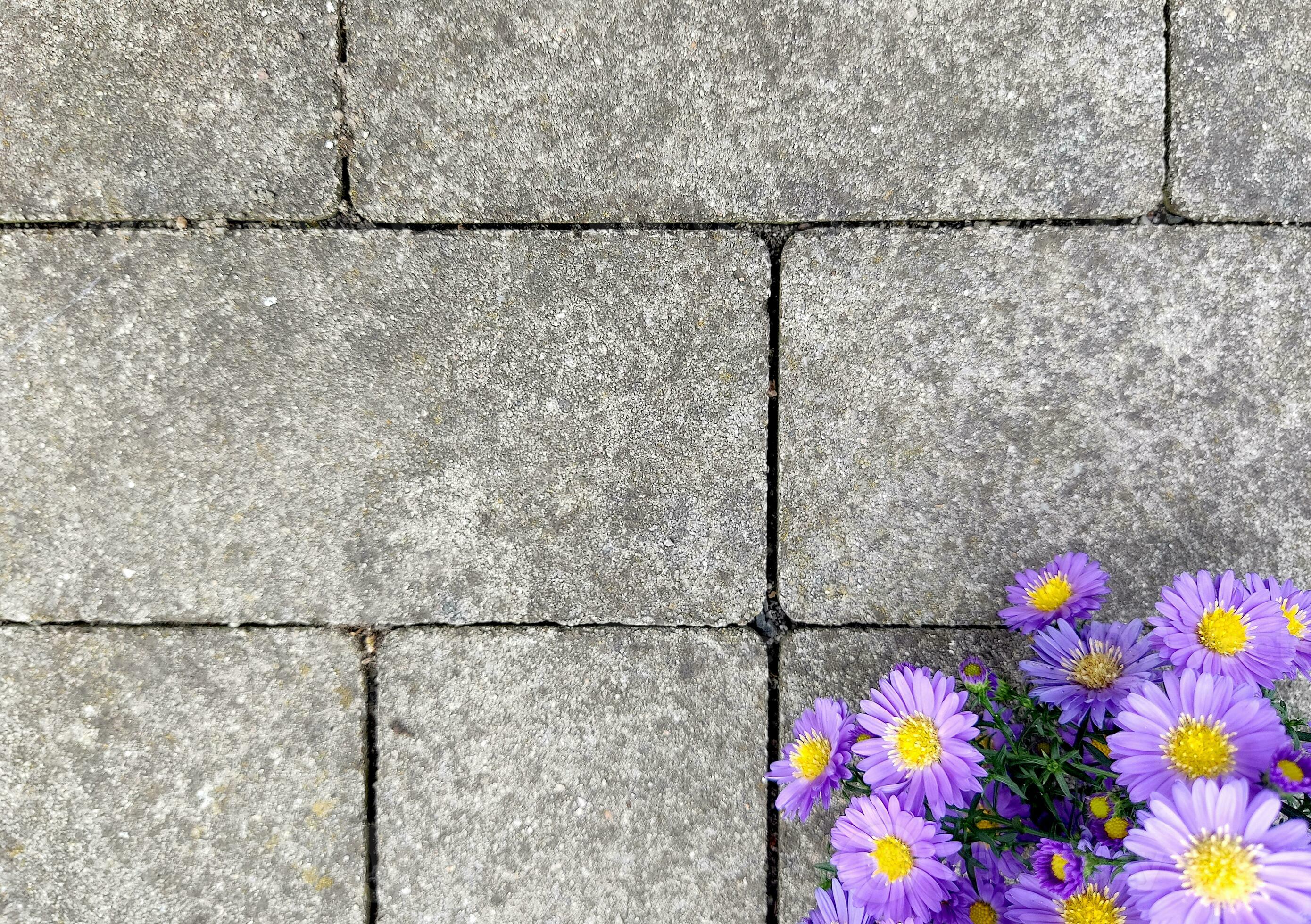Paving Stones With Flowers 31603715 Stock Photo At Vecteezy paving-stones-with-flowers-31603715-stock-photo-at-vecteezy