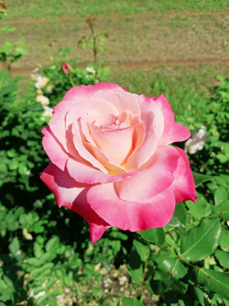 pink rose flower on a bush photo