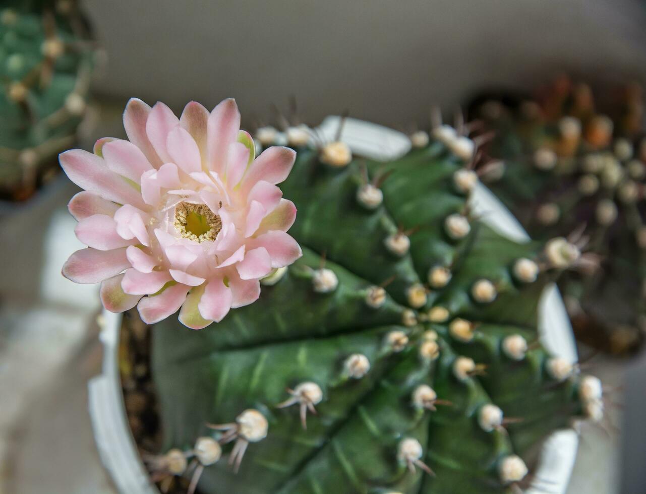 Beautiful pink blossom Cactus flower and green  succulent in White pot photo