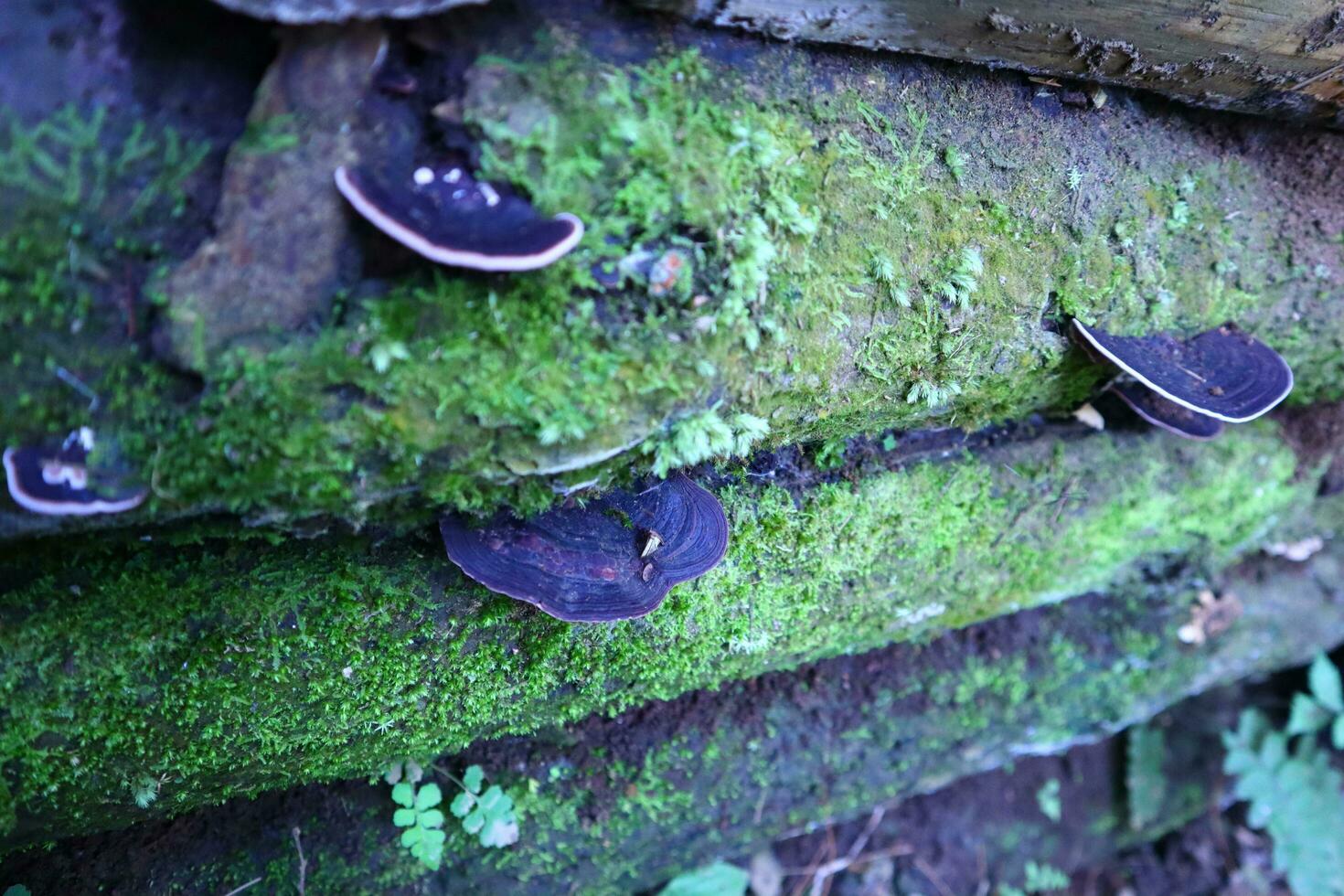 Moss and mushrooms photo