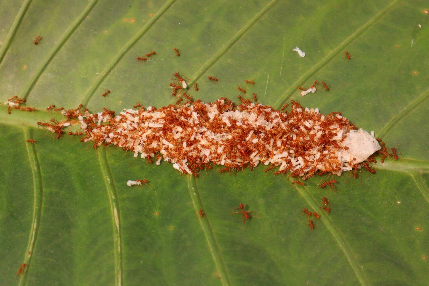 Kroto is ant eggs, a type of bird food photo