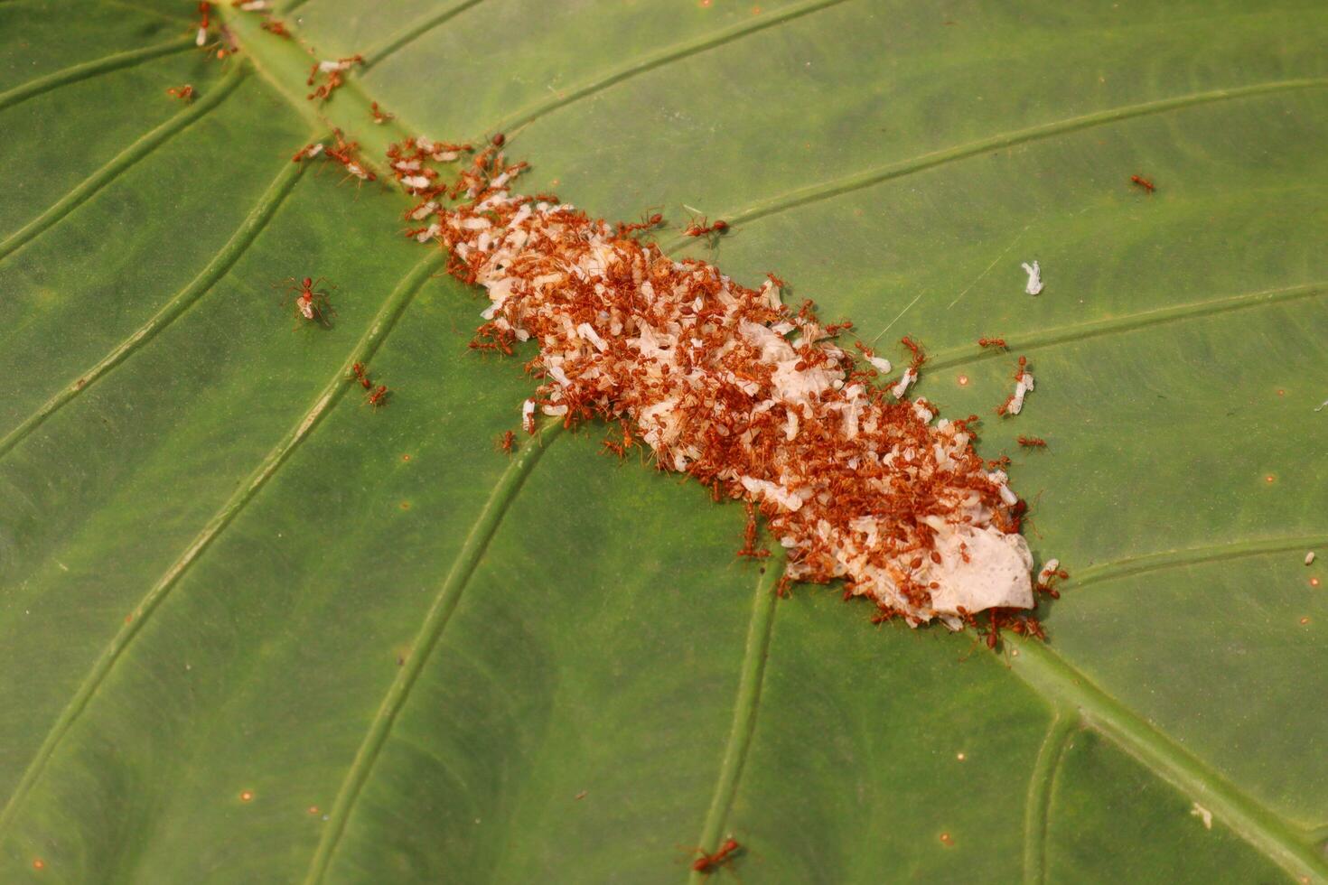 Kroto is ant eggs, a type of bird food photo