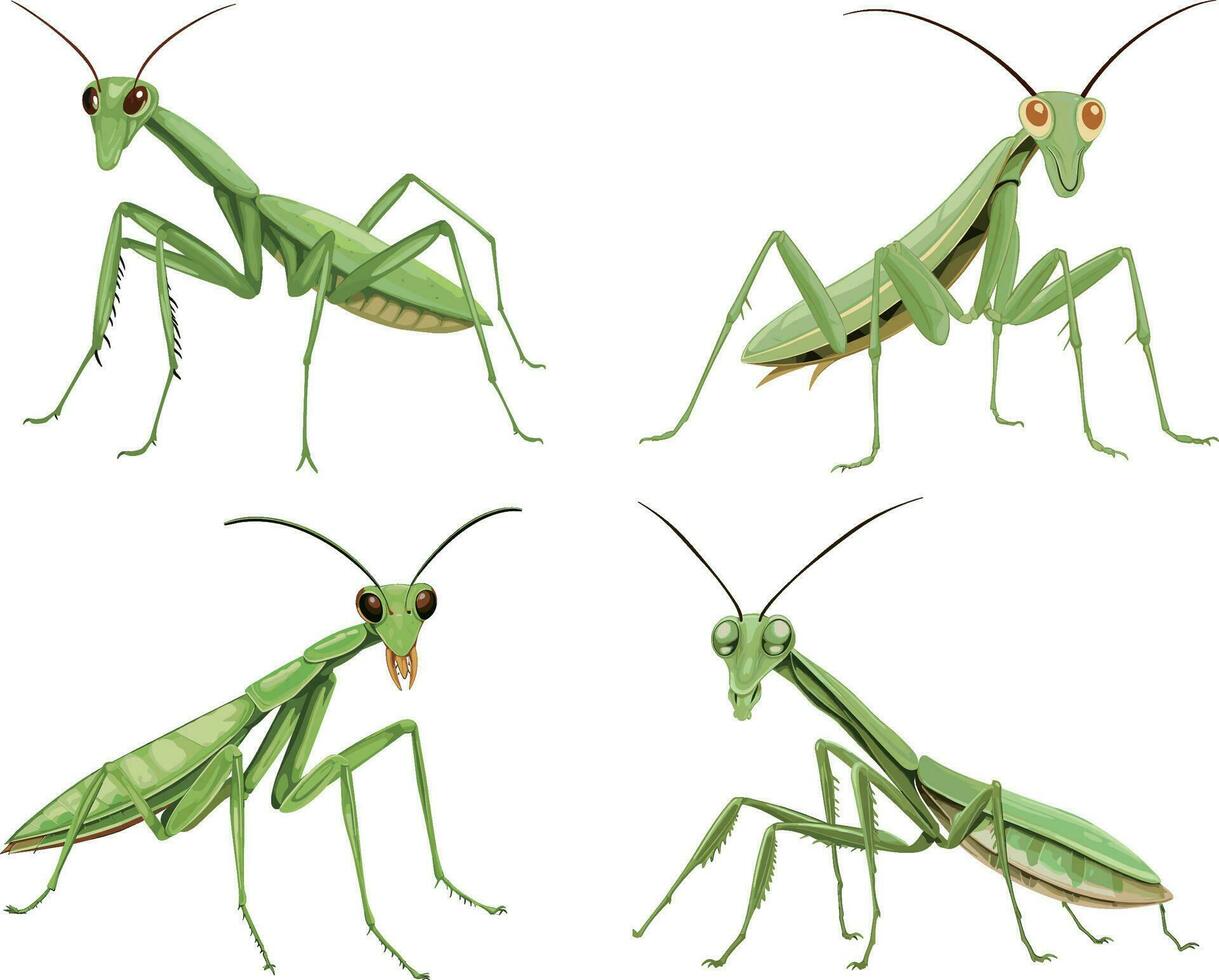 praying mantis, white background , isolated , illustration minimal clipart vector style