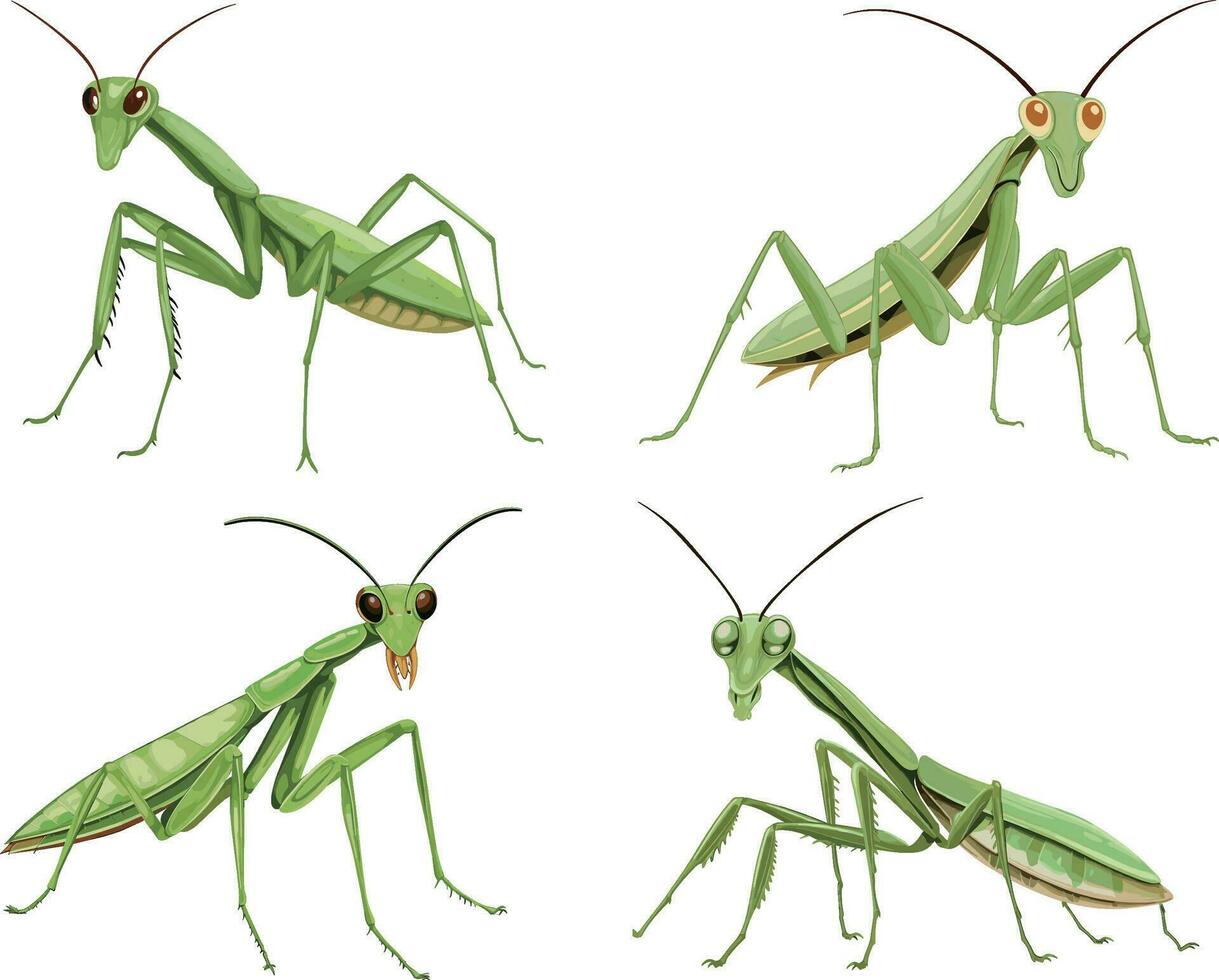 Orando mantis, blanco antecedentes , aislado , ilustración mínimo clipart vector estilo