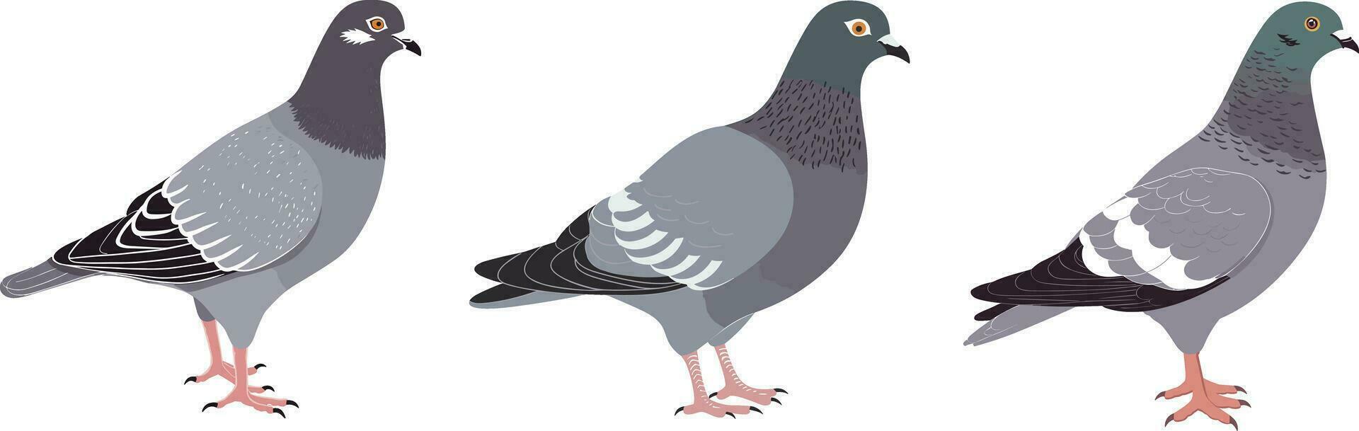 Vector pigeon hand drawn style illustration , isolated, white background